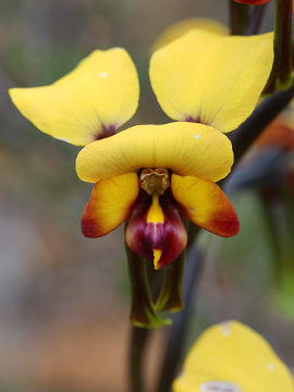 Diuris perialla Diuris perialla