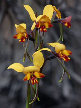 Diuris perialla Diuris perialla