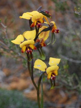 Diuris perialla Diuris perialla