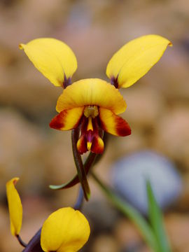 Diuris perialla Diuris perialla