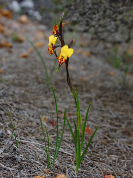 Diuris perialla Diuris perialla