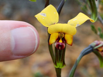 Diuris perialla Diuris perialla