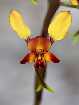 Diuris porrifolia Diuris porrifolia