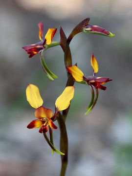 Diuris porrifolia Diuris porrifolia
