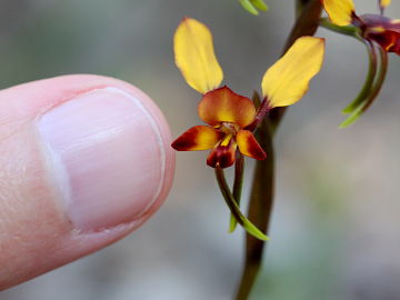 Diuris porrifolia Diuris porrifolia
