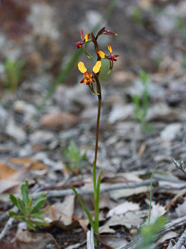 Diuris porrifolia Diuris porrifolia