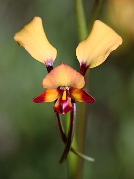 Diuris porrifolia Diuris porrifolia