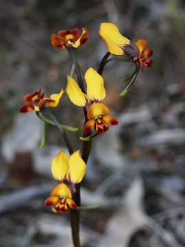 Diuris porrifolia Diuris porrifolia