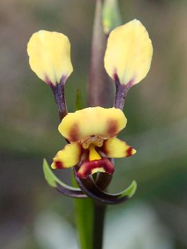 Diuris recurva