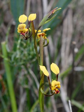 Diuris recurva