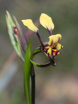 Diuris recurva