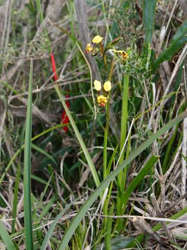 Pea Flower