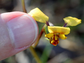 Diuris refracta Diuris refracta