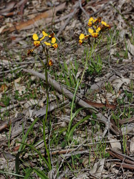 Diuris refracta Diuris refracta