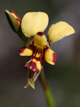 Diuris segregata Diuris segregata