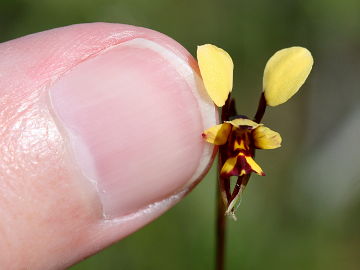 Diuris segregata Diuris segregata