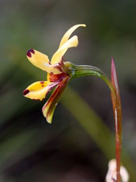 Diuris segregata Diuris segregata