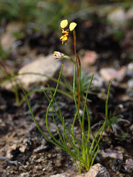 Diuris segregata Diuris segregata