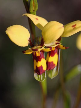 Diuris septentrionalis Diuris septentrionalis