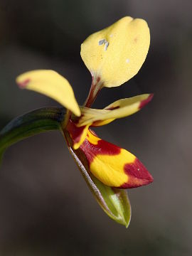 Diuris septentrionalis Diuris septentrionalis