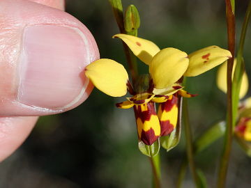 Diuris septentrionalis Diuris septentrionalis
