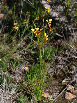 Diuris septentrionalis Diuris septentrionalis