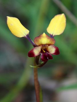 Diuris sp.