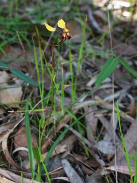 Diuris sp.