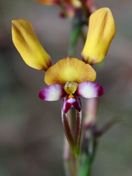 Diuris sp.