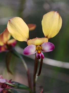 Diuris sp.