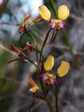 Diuris sp.