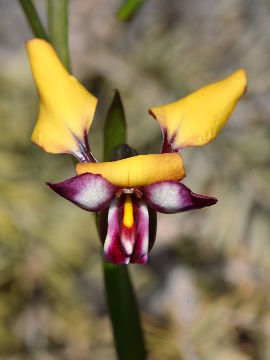 Diuris sp.