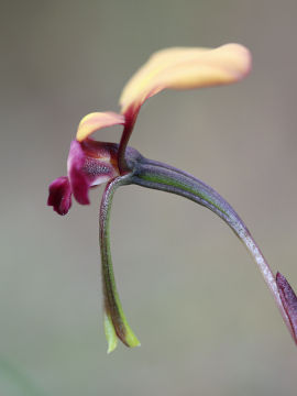 Diuris sp.