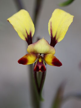 Diuris sp.