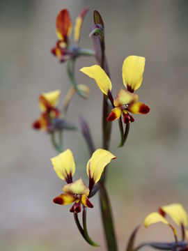 Diuris sp.