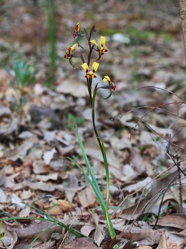 Diuris sp.