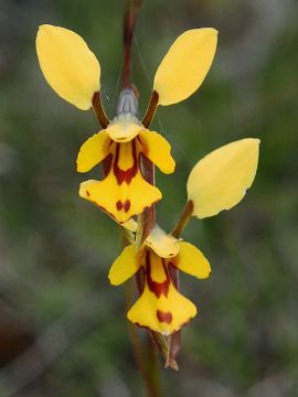 Diuris sp. ‘Augusta’