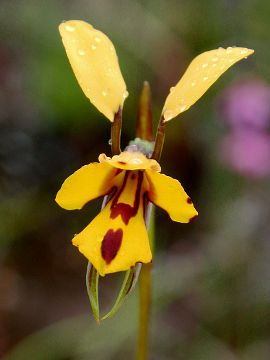 Diuris sp. ‘Augusta’