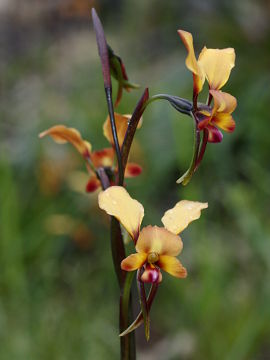 Diuris tinctoria