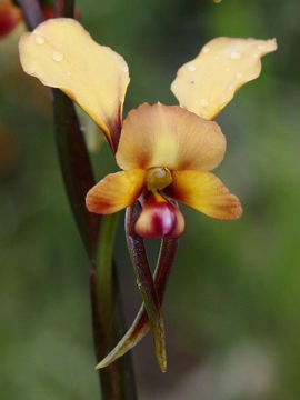 Diuris tinctoria