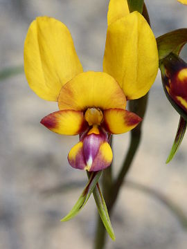 Diuris tinkeri