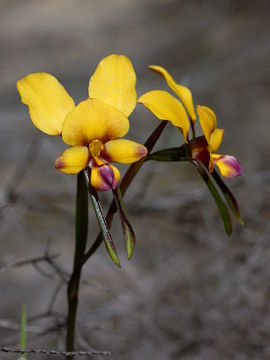 Diuris tinkeri