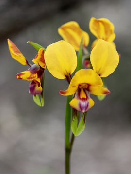 Diuris tinkeri