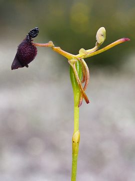 Drakaea glyptodon