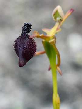 Drakaea glyptodon