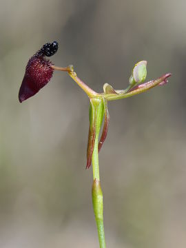 Drakaea glyptodon