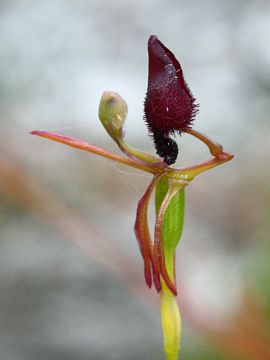 Drakaea glyptodon