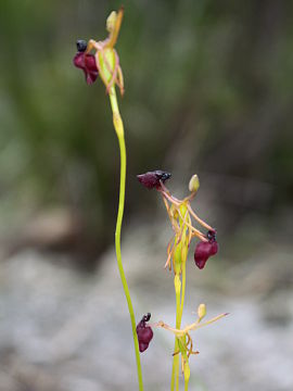 Drakaea glyptodon