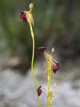 Drakaea glyptodon