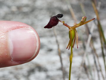 Drakaea glyptodon